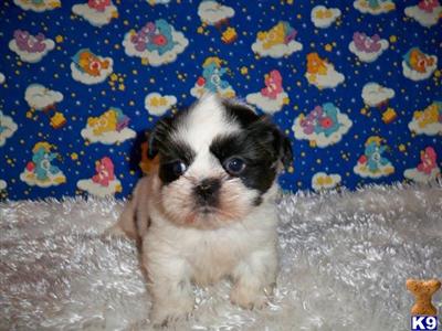 Shih Tzu Puppies for Sale